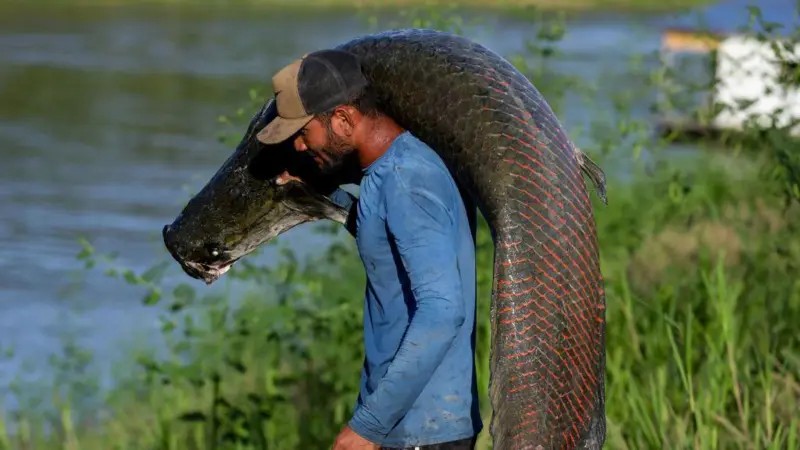 Couro de pirarucu abastece grifes de luxo, mas renda quase não chega aos pescadores amazônicos - Imagem do artigo original