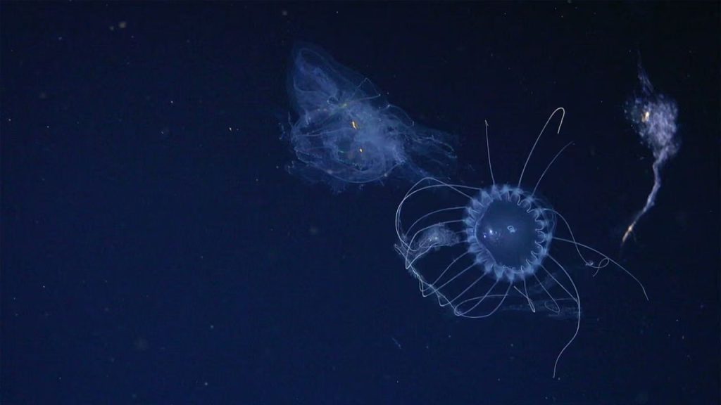 31 novas esp cies marinhas s o descobertas em duas semanas n 20260626