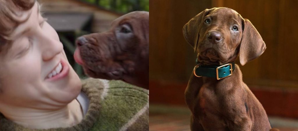 Scooby Doo e Salsicha serie live action