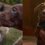 Scooby Doo e Salsicha serie live action