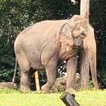ap s 30 anos presa elefanta baby ganha liberdade em santu ri 20260620