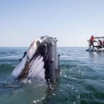 baleia percorre 7 mil km no oceano ndico e bate recorde de m 20260622