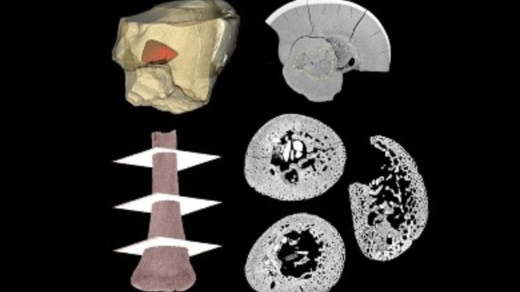 beb neandertal revela que esp cie crescia igual a humanos mo 20260617