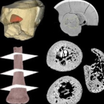beb neandertal revela que esp cie crescia igual a humanos mo 20260617