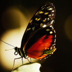 borboletas heliconius vivem 3x mais que outras esp cies reve 20260616