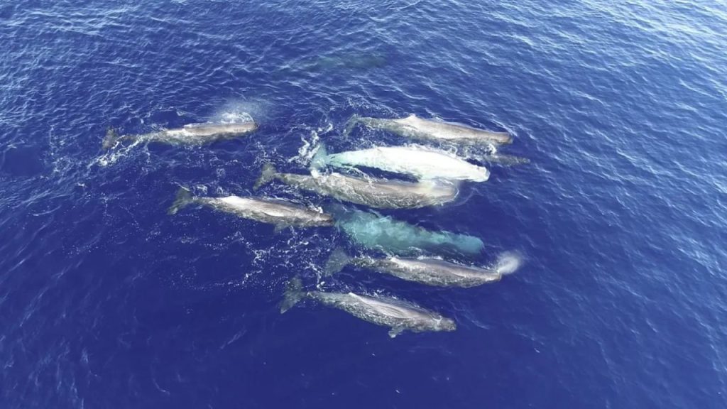 cachalotes do mediterr neo formam cl s com dialetos distinto 20260624