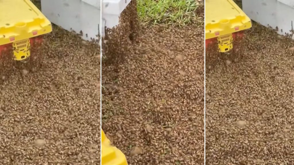 dois milh es de abelhas invadem estrada ap s caminh o capota 20260623