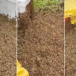 dois milh es de abelhas invadem estrada ap s caminh o capota 20260623