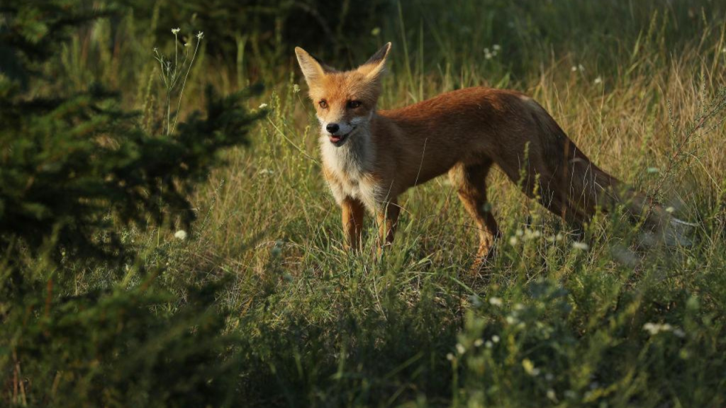 guerra em chernobyl assusta animais e reduz atividade noturn 20260618