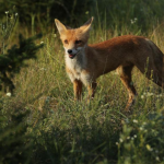 guerra em chernobyl assusta animais e reduz atividade noturn 20260618