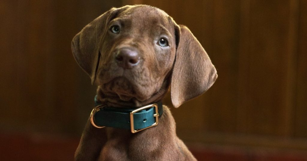 netflix revela scooby doo real em s rie live action veja a p 20260609
