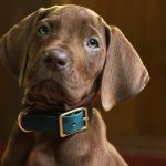 netflix revela scooby doo real em s rie live action veja a p 20260609