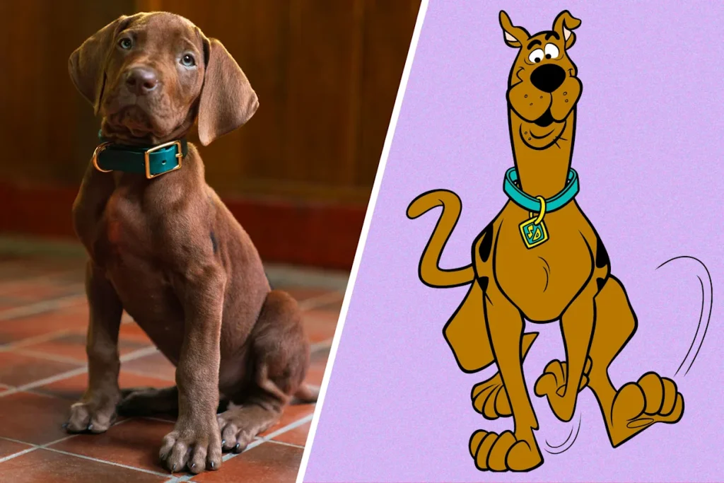 netflix revela scooby doo realista e divide f s nas redes so 20260609
