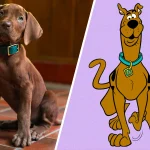 netflix revela scooby doo realista e divide f s nas redes so 20260609