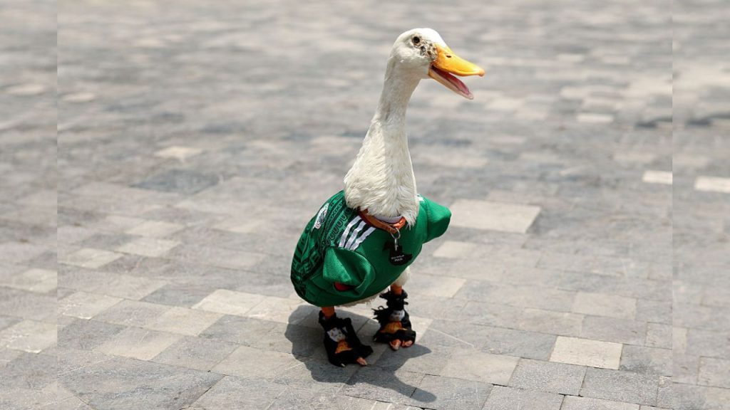 pato torcedor vira sensa o global na copa do mundo 20260618