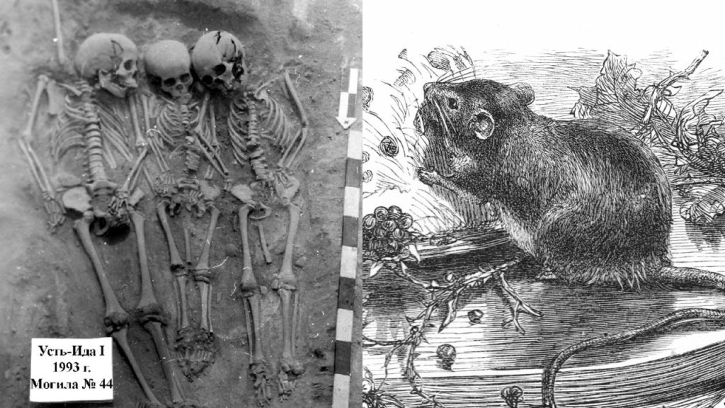 pesquisa descobre surto de peste de 5 500 anos atr s em osso 20260617