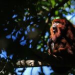 bugios ruivos retornam s florestas brasileiras ap s 260 anos 20260710