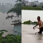 cerca de 900 cobras fogem de criadouro na china ap s tuf o m 20260710