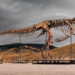 esqueleto de t rex venda pode se tornar o f ssil mais caro d 20260714