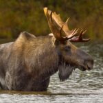 estudo revela que alces habitam o colorado h mil nios 20260710