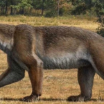 nova esp cie de c o urso descoberta ap s 16 milh es de anos 20260707